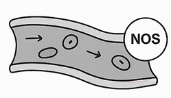 Nitric Oxide Synthase