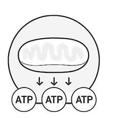 Increased ATP Production
